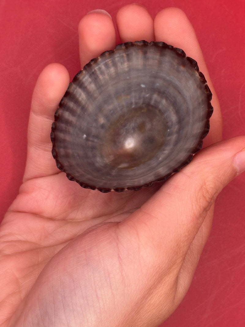 Extra large Nacella magellanica limpet – documented dark ribbed shell specimen
