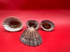 Nacella magellanica limpet – ribbed coastal shell specimen