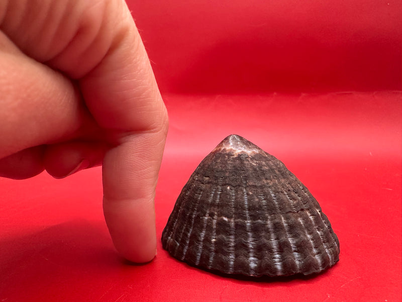 Side profile of extra large Nacella magellanica limpet – ribbed dark shell
