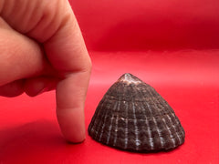 Side profile of extra large Nacella magellanica limpet – ribbed dark shell