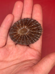 Single Nacella magellanica limpet