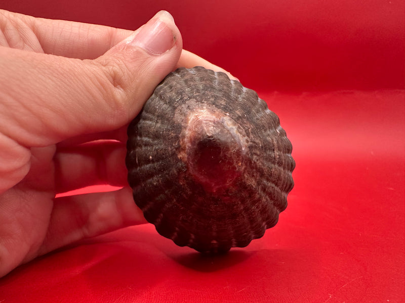 Top angle of extra large Nacella magellanica limpet from Argentina