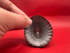 Underside of extra large Nacella magellanica limpet – South Atlantic specimen