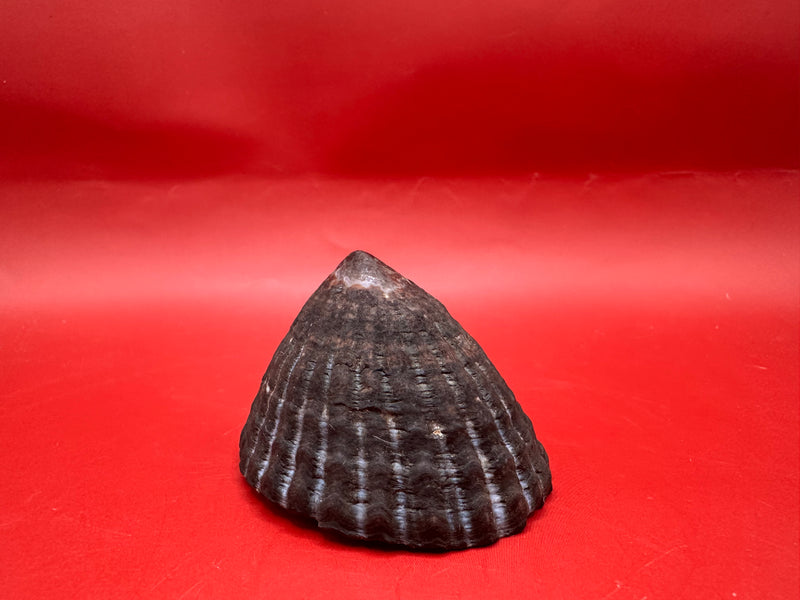 Extra large Nacella magellanica limpet – dark ribbed shell specimen
