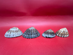 Group of preserved Nacella magellanica limpets – natural ribbed coastal shells