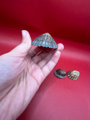 Nacella magellanica limpet shells – preserved specimens from Argentina