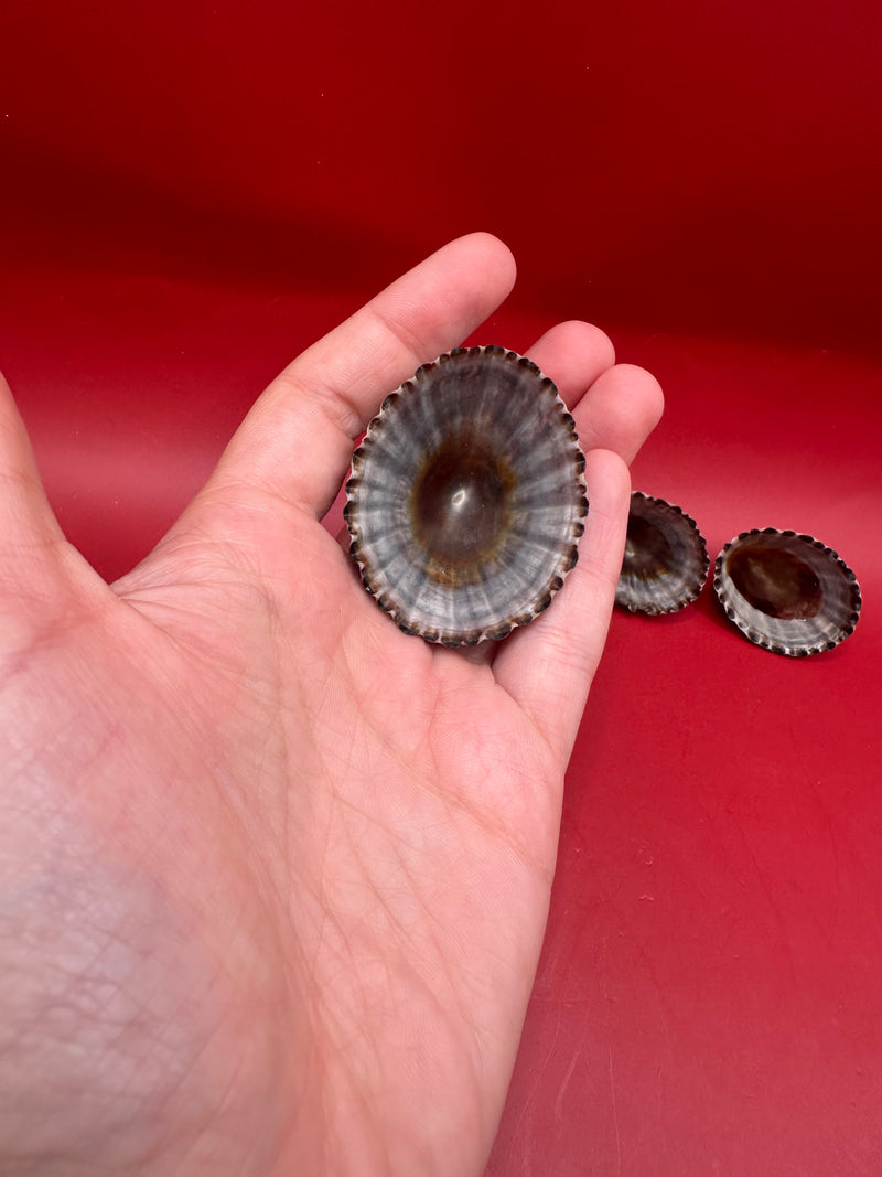 Two preserved Nacella magellanica limpets – natural ribbed specimens