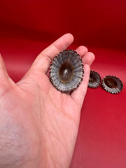 Two preserved Nacella magellanica limpets – natural ribbed specimens
