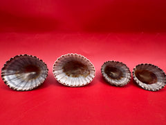 Complete set of 4 Nacella magellanica limpets –  shells for display