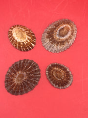 4 of Nacella magellanica limpets – preserved coastal shells from Argentina