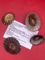 Documented Nacella magellanica limpet specimens – Argentina coastal shells