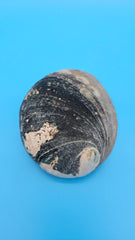 Iridescent abalone interior shell - shimmering nacre display accent
