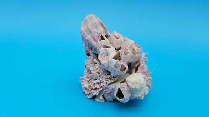 Barnacle cluster with jewel box shell display specimen