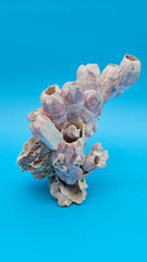 Pink barnacle cluster with scallop shell display home décor
