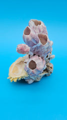 Natural barnacle cluster with scallop shell premium beach decor