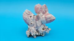 Natural barnacle and scallop shell for coastal décor