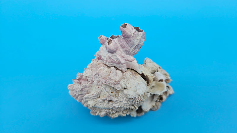 Decorative barnacle and Jewel Box clam shell cluster