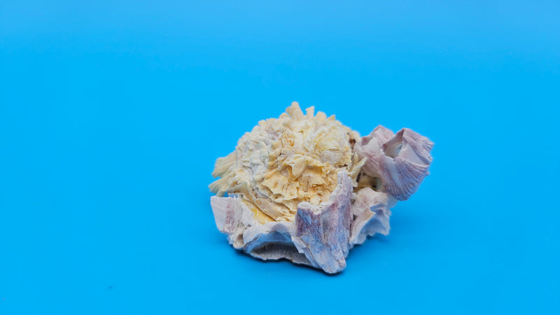 Natural barnacle fused with Jewel Box clam shell – petite ocean specimen