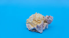 Natural barnacle fused with Jewel Box clam shell – petite ocean specimen