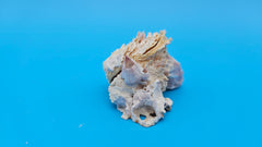Natural barnacle fused with Jewel Box clam shell – petite display piece