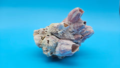 Natural pink barnacle fused with Jewel Box clam shell – display ready