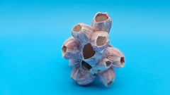 Authentic barnacle with scallop cluster display – natural marine decor specimen