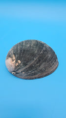Natural black abalone - elegant small coastal decor shell