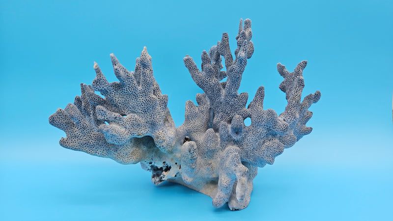Natural Blue Ridge Coral – vintage marine art accent