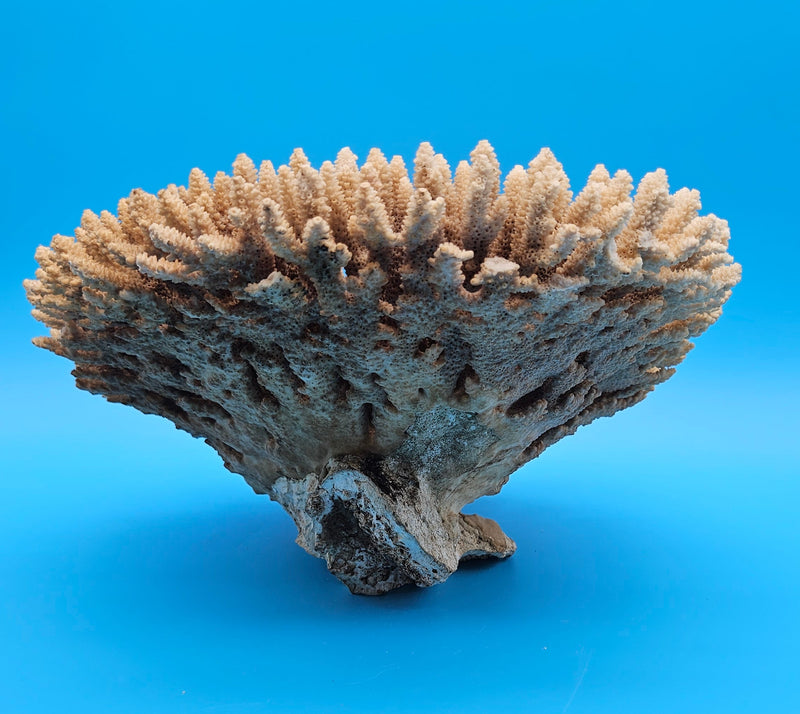 Natural table coral centerpiece – vintage marine home accent