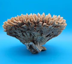 Natural table coral centerpiece – vintage marine home accent