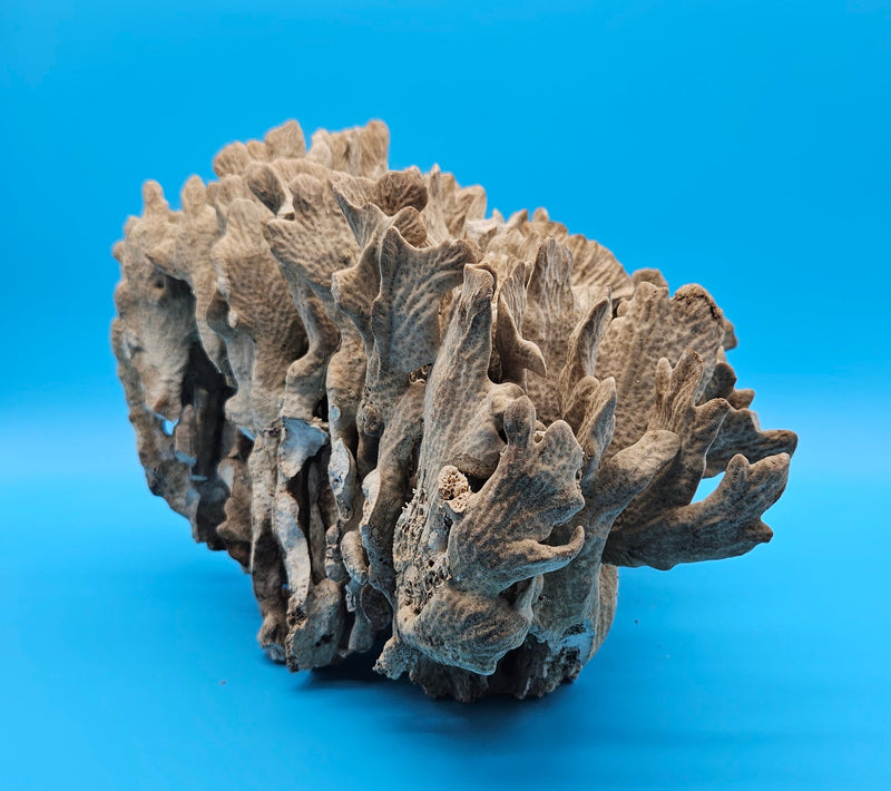 Authentic vintage cactus coral specimen - natural decorative marine piece