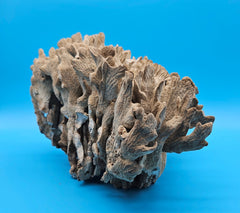 Authentic vintage cactus coral specimen - natural decorative marine piece