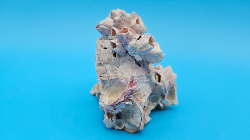 Ocean Barnacle Cluster with Scallop Shell
