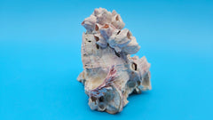Ocean Barnacle Cluster with Scallop Shell