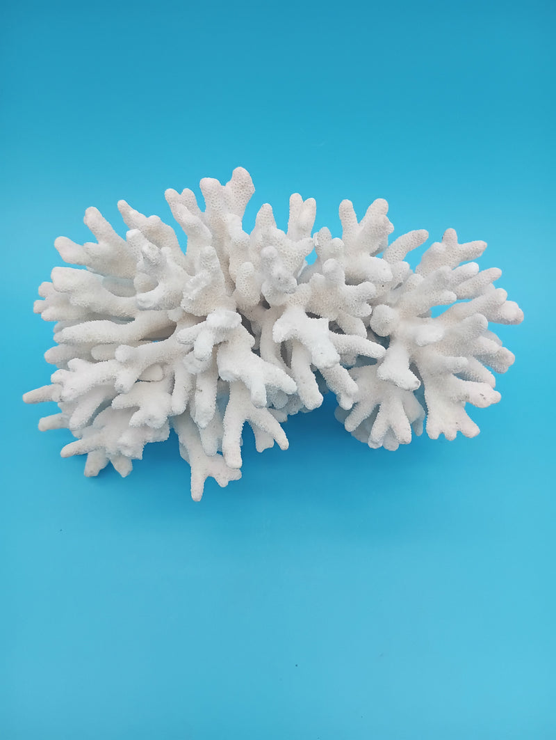 Detailed view of Elkhorn coral's distinctive branching architecture and naturally formed textures