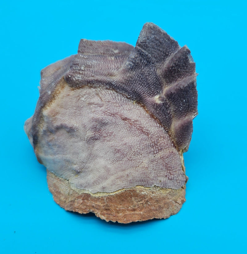 Lopha cristagalli Coastal Display Shell Lavender Violet