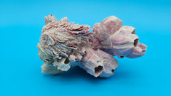 Textured barnacle group with lavender tones and decorative shell