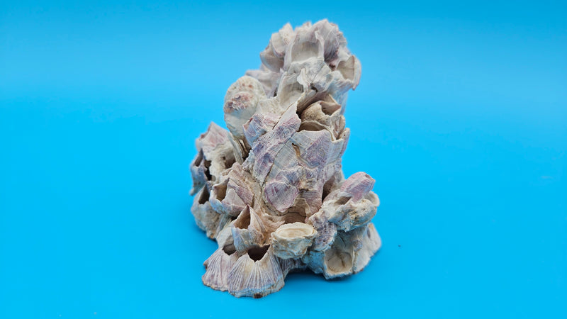 Barnacle Clustered Shell with Scallop Accent