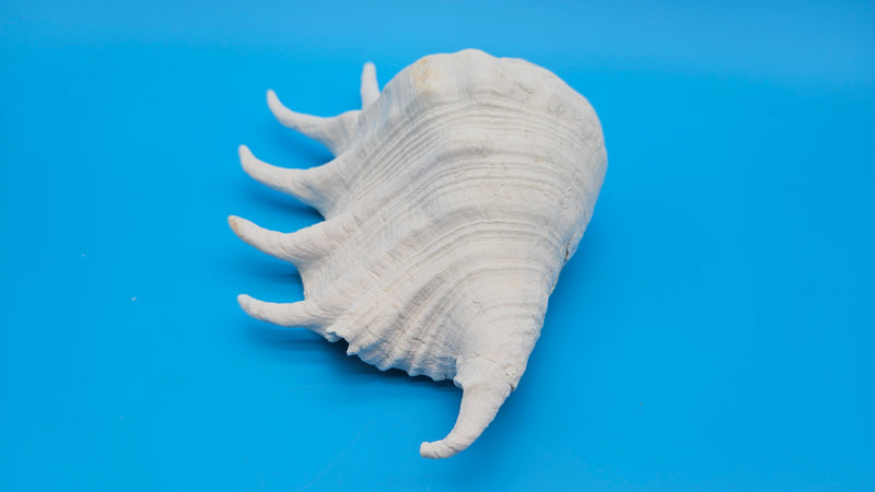 Ocean collected Lambis Truncata shell with natural tones