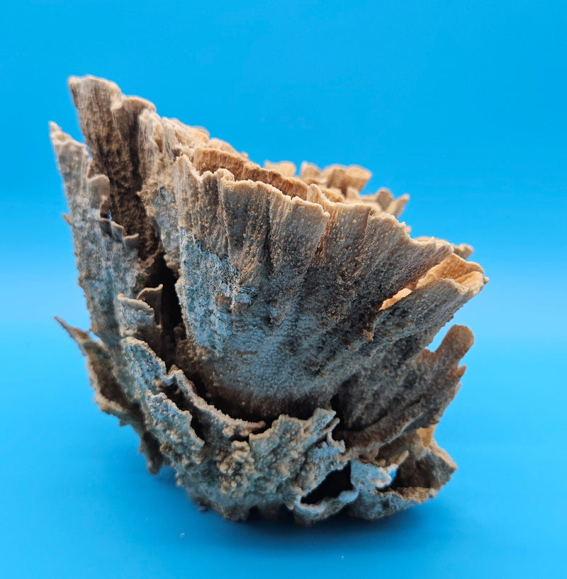 Natural marine coral fan structure for beach house interiors