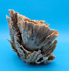 Natural marine coral fan structure for beach house interiors