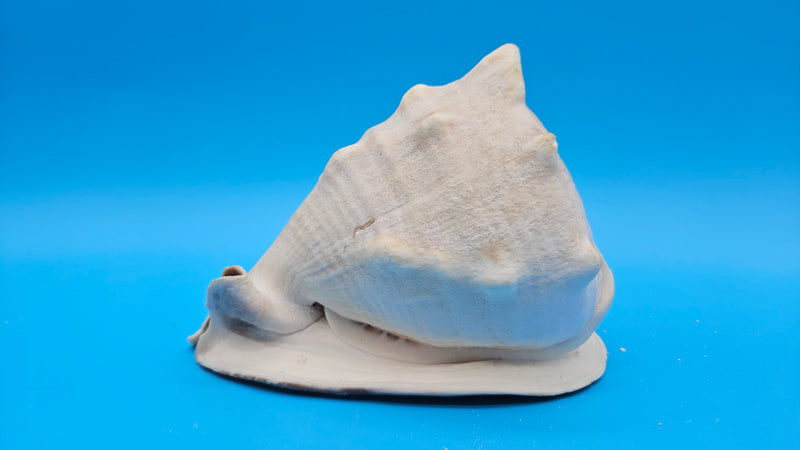 Queen Helmet Shell Display Premium Coastal Decor Large