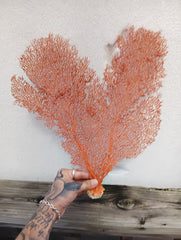 Red sea fan coral display piece - elegant vintage marine accent