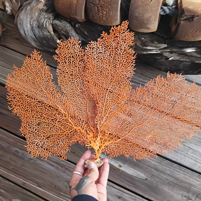 Natural red sea fan mounted display - ocean-inspired vintage decor