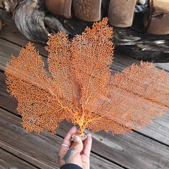 Natural red sea fan mounted display - ocean-inspired vintage decor