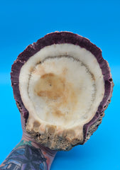 Natural rock scallop shell with warm amber tones – perfect for beach decor displays