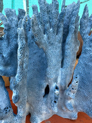 Blue Ridge Coral natural texture close-up