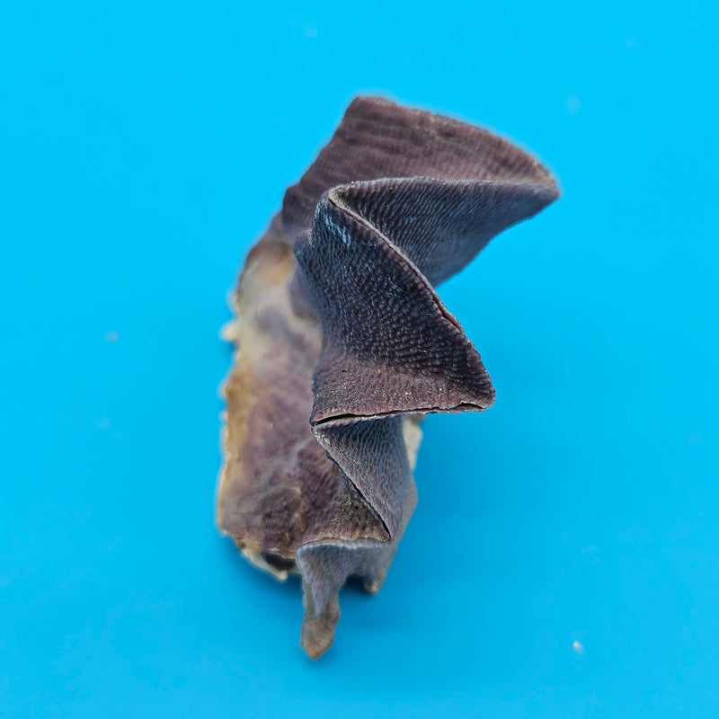 Natural Mini Zigzag Oyster featuring curled ridges and glossy interior