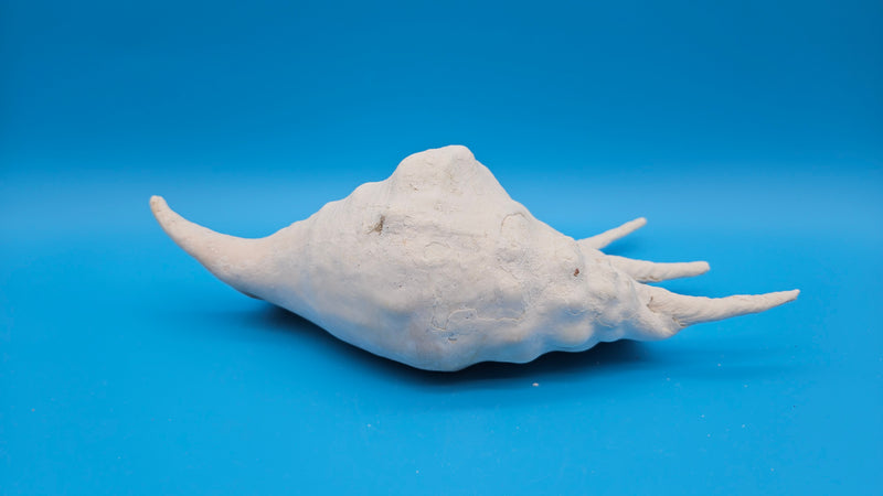 Natural white Lambis Truncata conch 11.75 inch top view