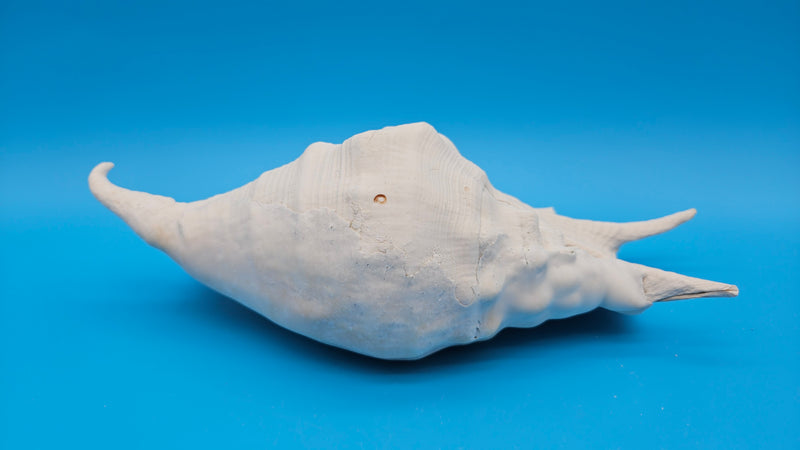 Natural white Lambis Truncata conch shell close detail